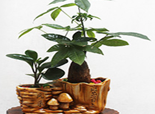 小盆發(fā)財(cái)樹